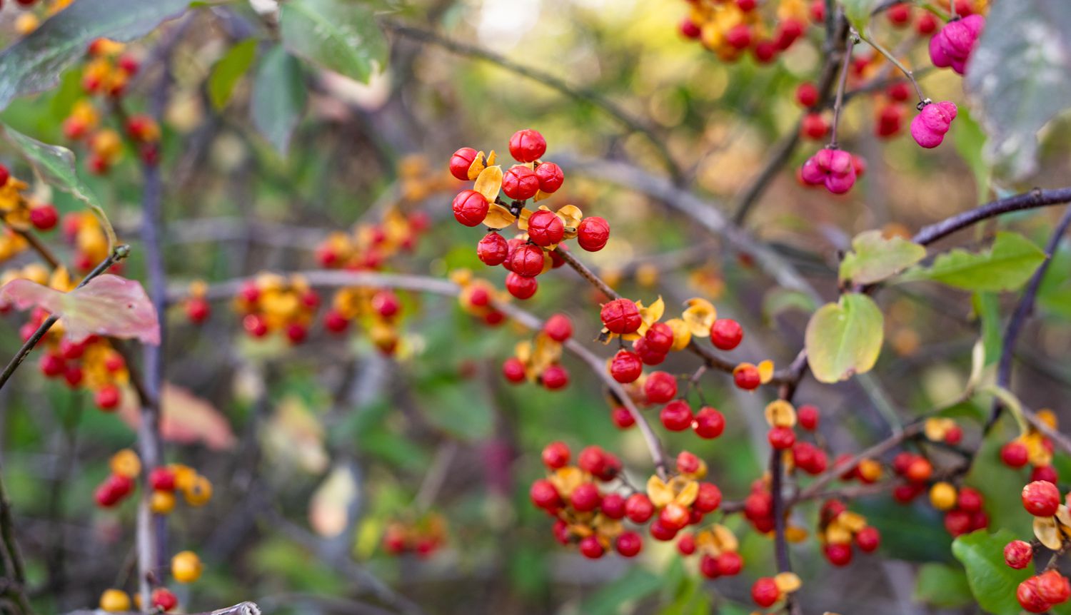 Berries of the Oriental bittersweet variety