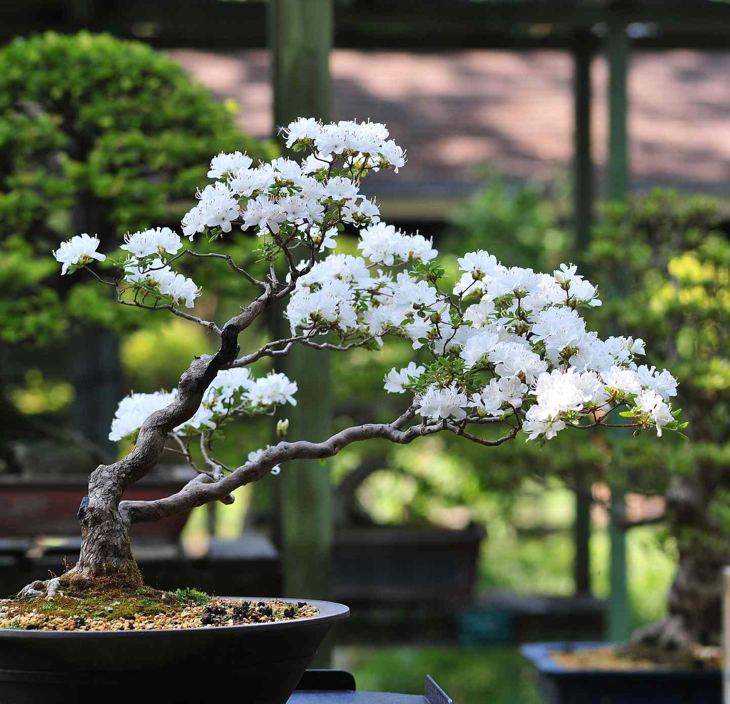 A bonsai cherry tree adorned with white blossoms stands in the foreground, framed by lush green trees in the background.