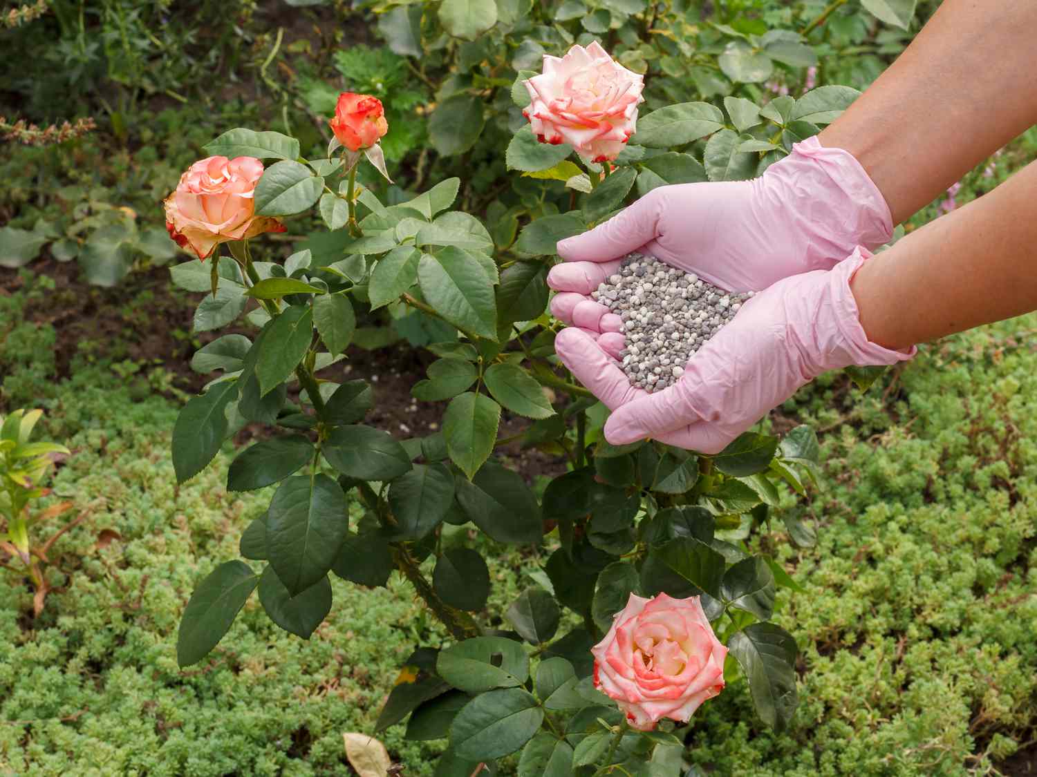 Nourishing a rose plant with fertilizer