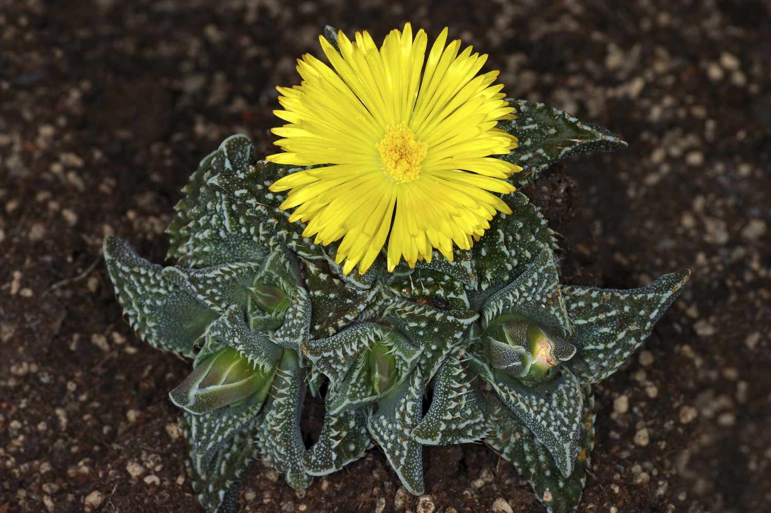 flourishing tiger jaws plant