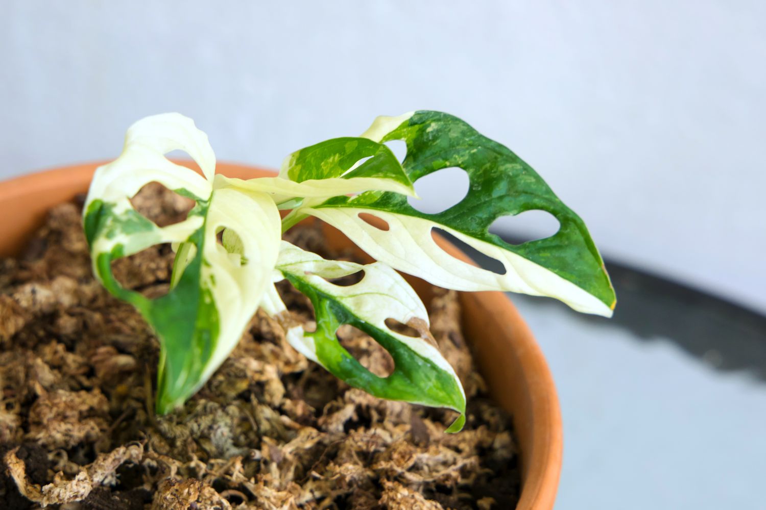 variegated Monstera adansonii