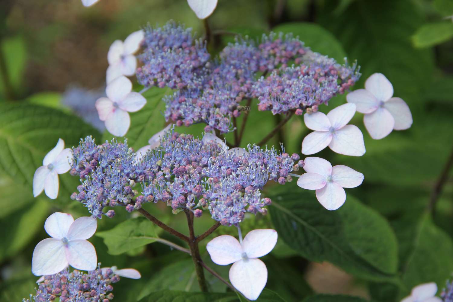 Mountain hydrangea, scientifically known as Hydrangea serrata, is a captivating plant species.