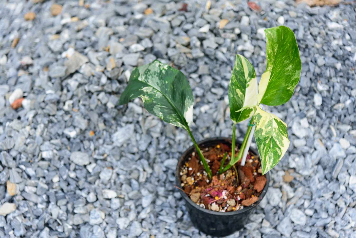 A potted Variegated Monstera lechleriana resting on a bed of gravel.