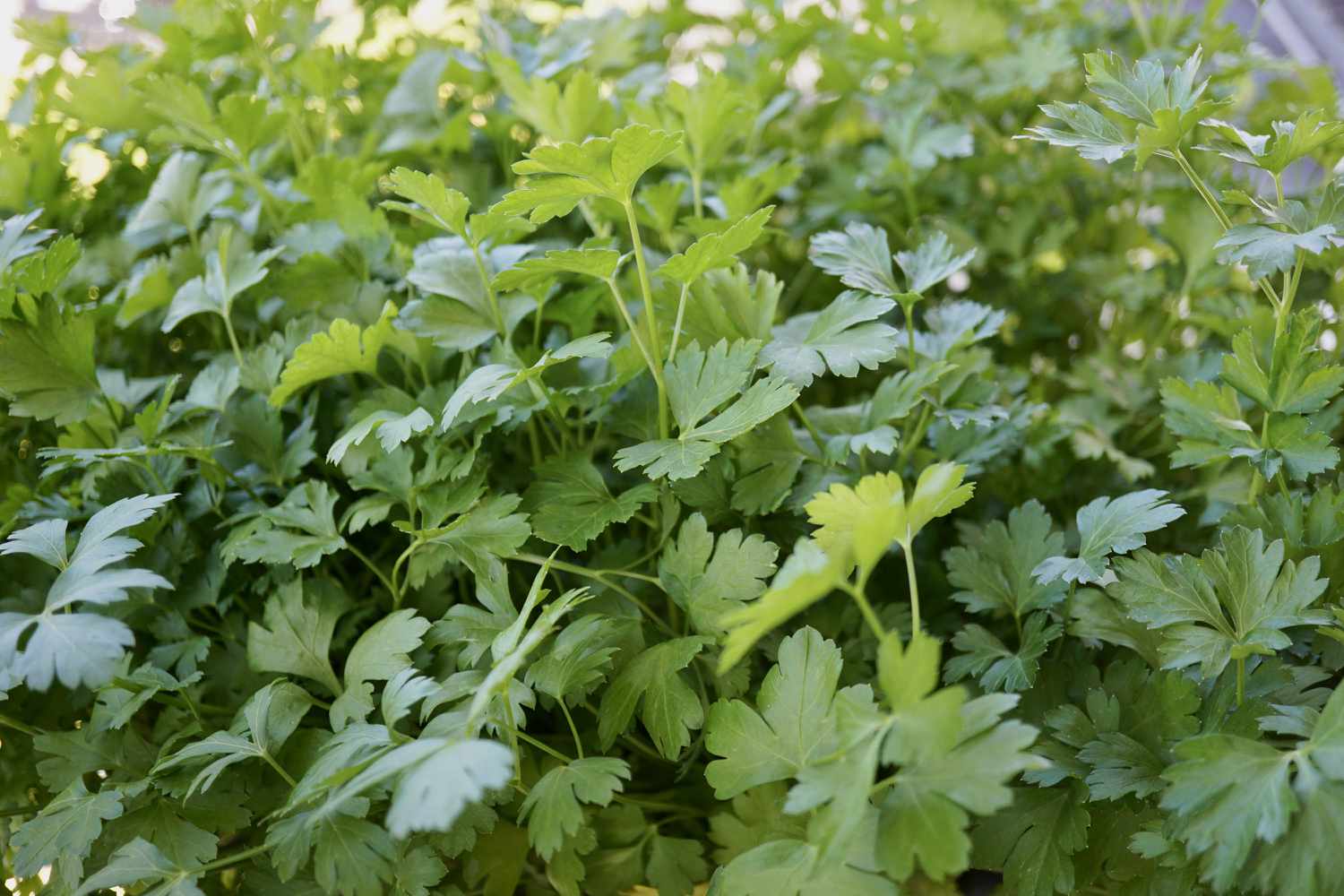 parsley greenery