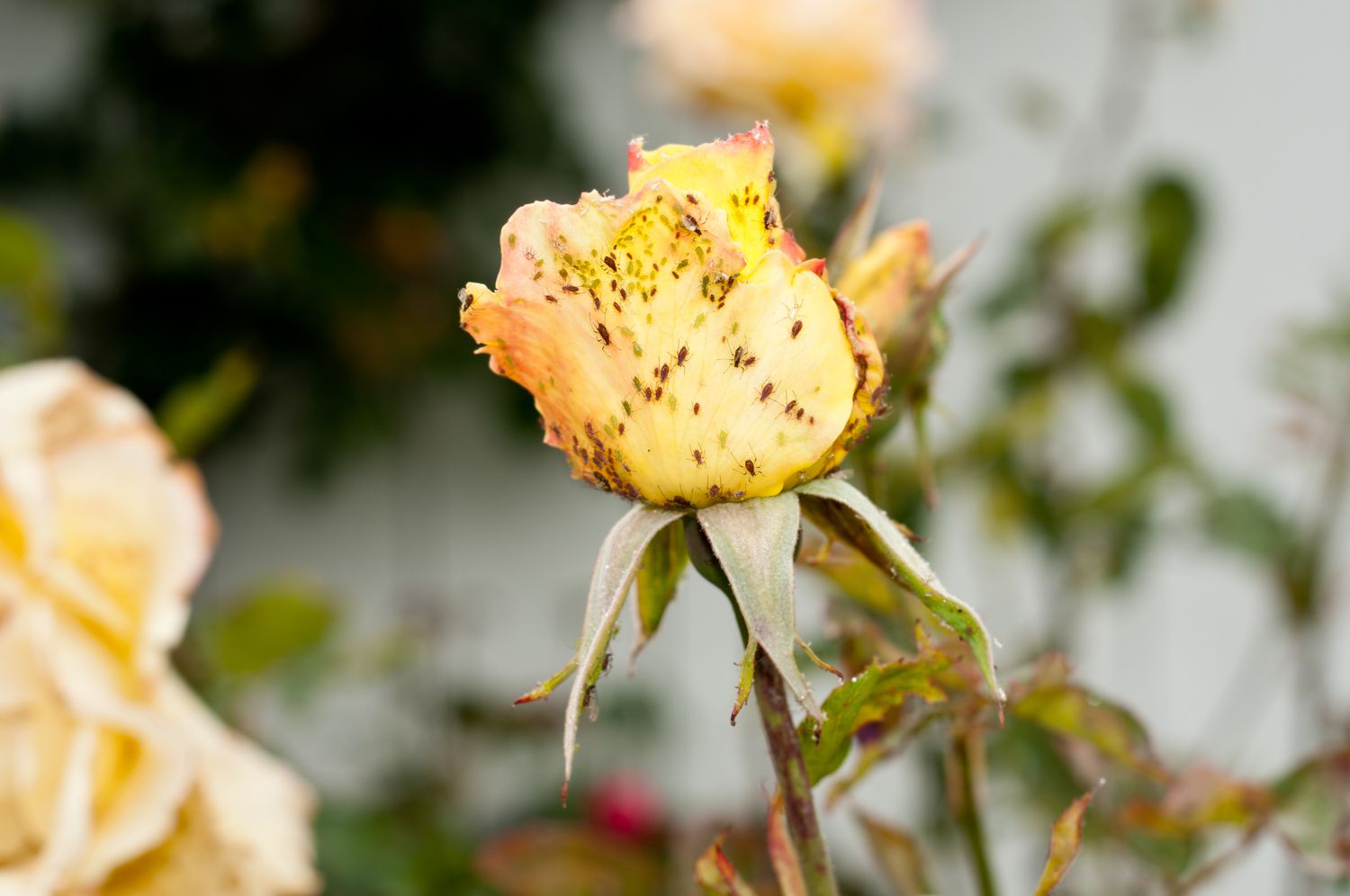 Rose aphids