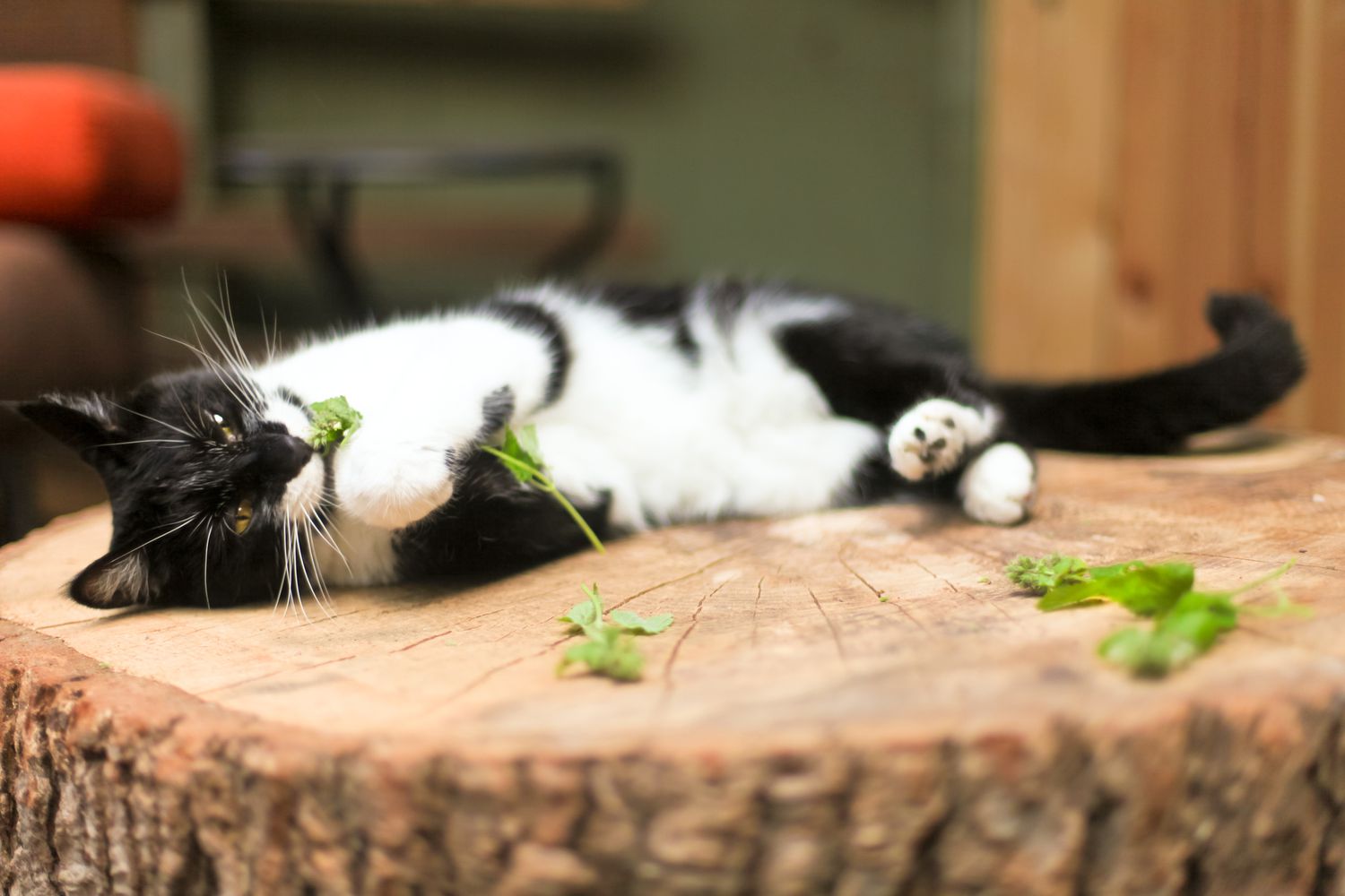 A feline playfully tumbling about with some catnip.