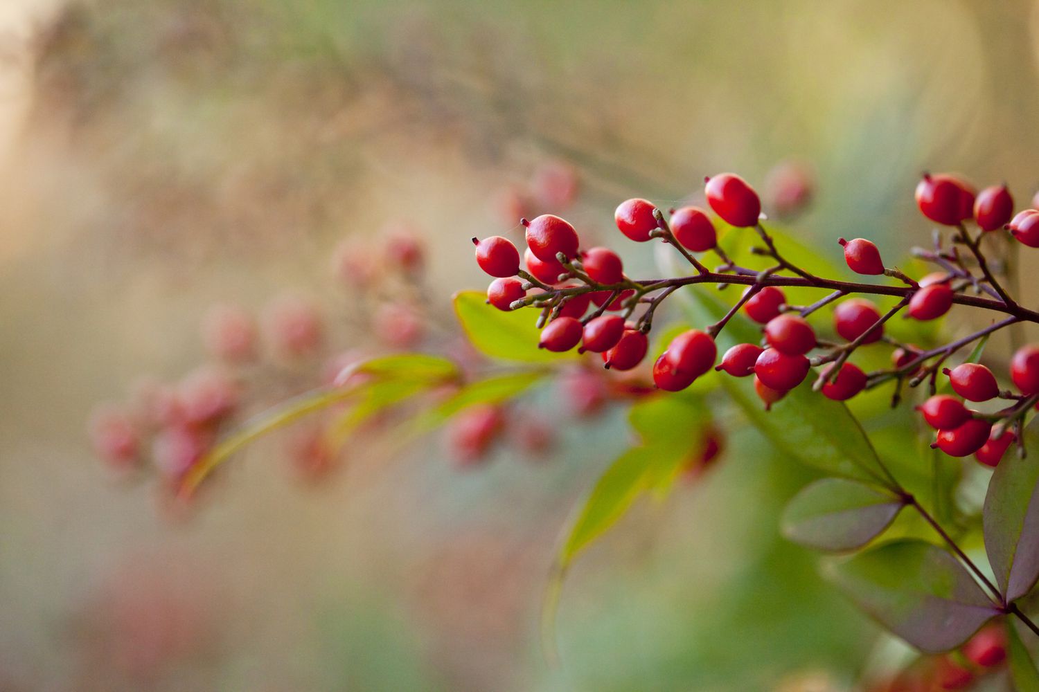 Close-up of the berries from heavenly bamboo (Nandina domestica).