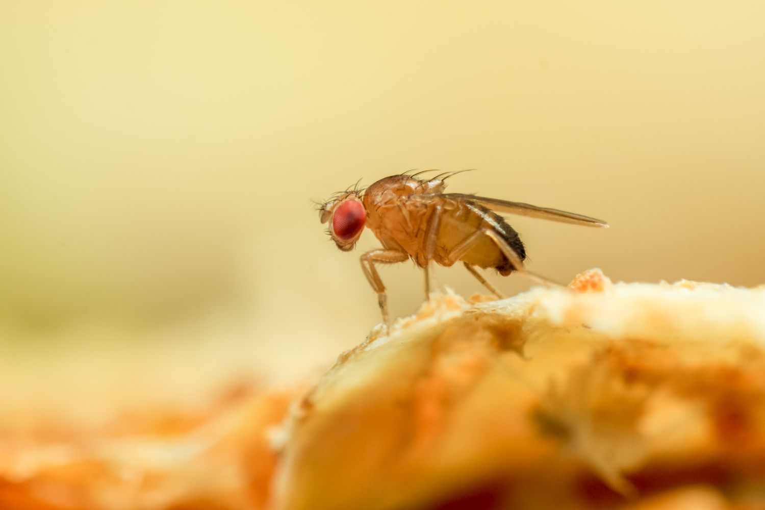 Drosophila