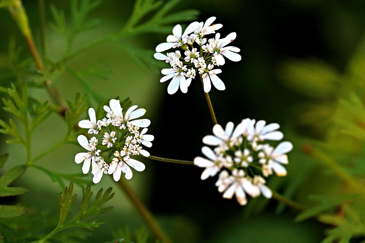 Flowers of Parsley