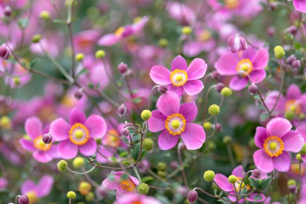 Detailed view of a Japanese anemone.