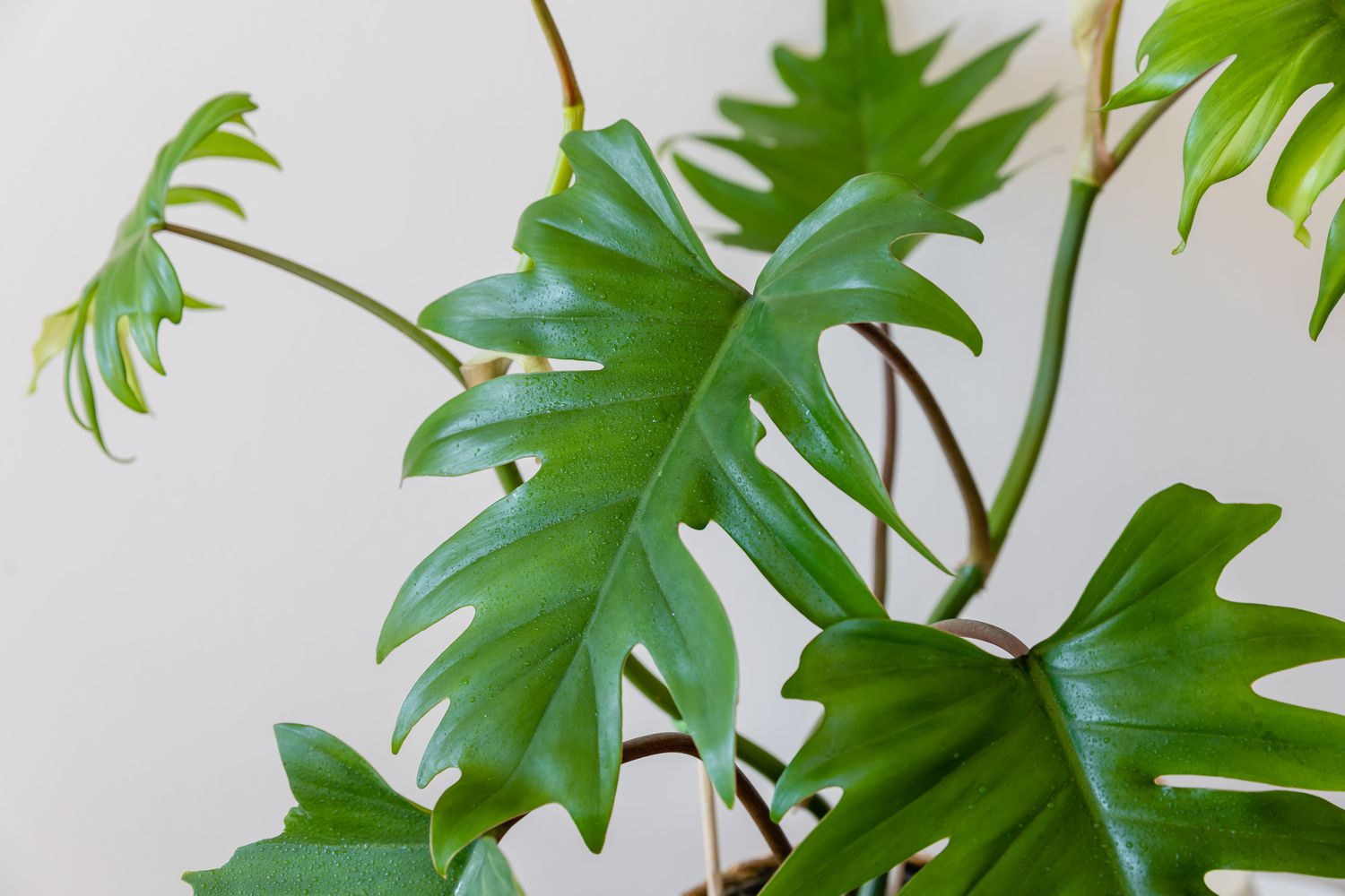 Detailed view of a philodendron mayoi leaf.