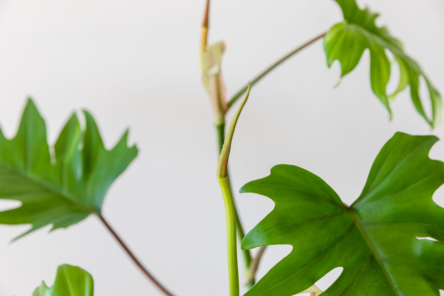 A close-up view of a newly emerging leaf of the philodendron mayoi.