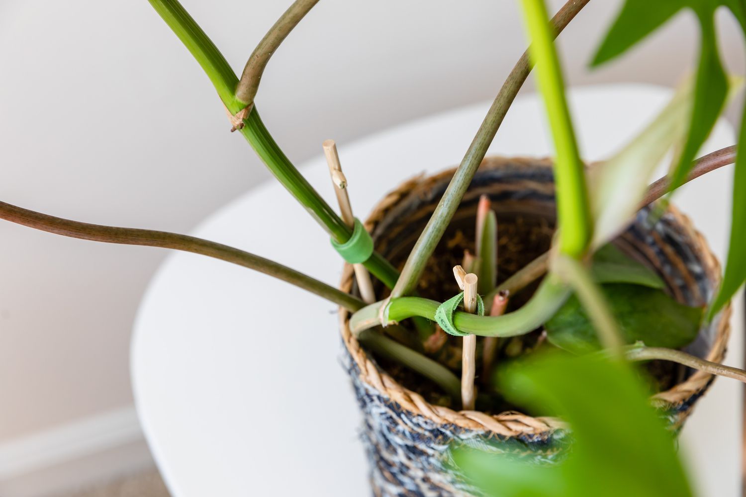 Philodendron mayoi supported by stakes.