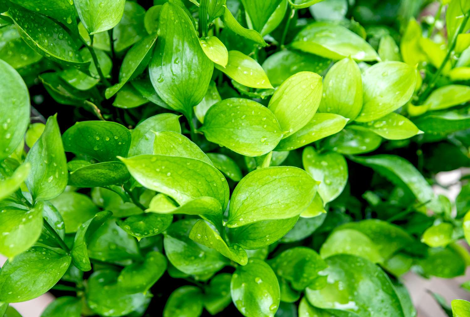 A slightly elevated perspective of a ruscus plant.