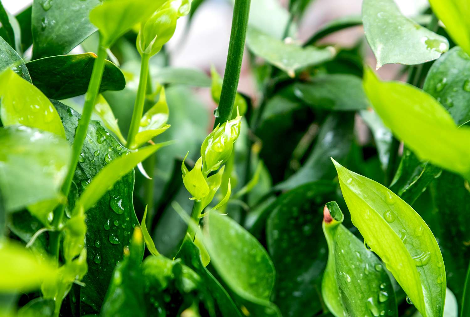 A detailed view of fresh ruscus leaves as they begin to open up.