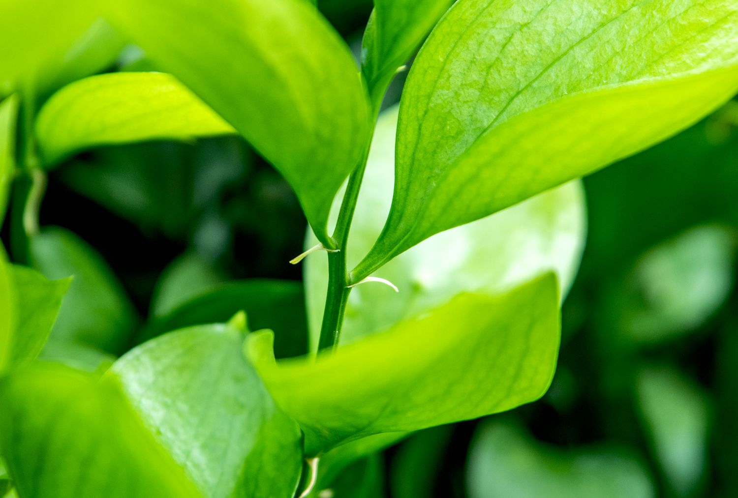 Detailed view of ruscus foliage and branches.