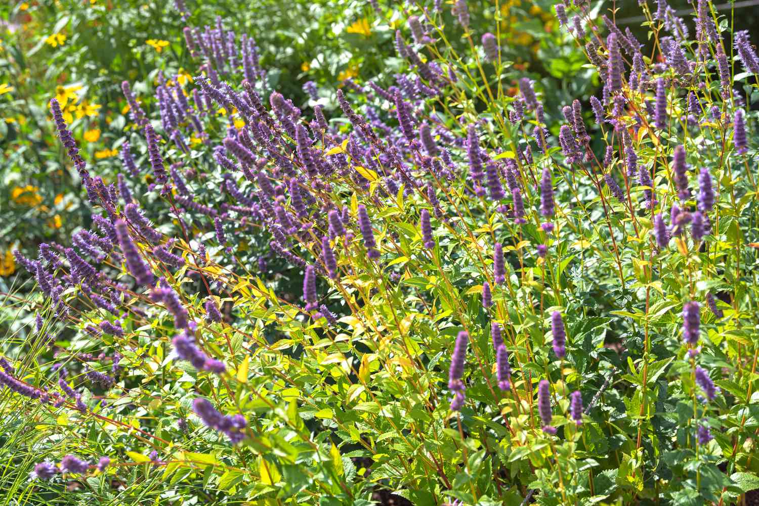 Anise hyssop features slender stems adorned with purple flower spikes, encircled by yellow-green foliage under the sunlight.