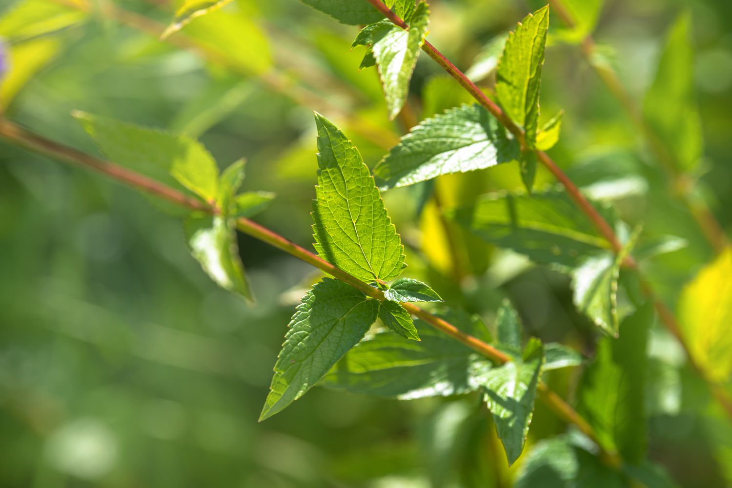 Close-up of the stems of anise hyssop, a perennial shrub, featuring arrow-shaped leaves illuminated by sunlight.