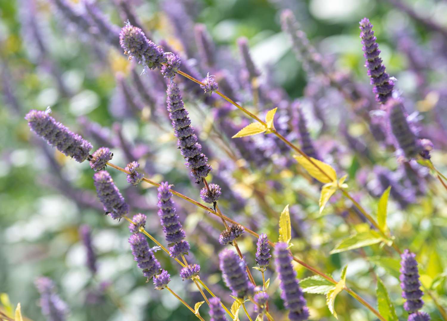 The anise hyssop features clusters of purple blossoms atop slender spikes, rising above its yellow-green foliage.