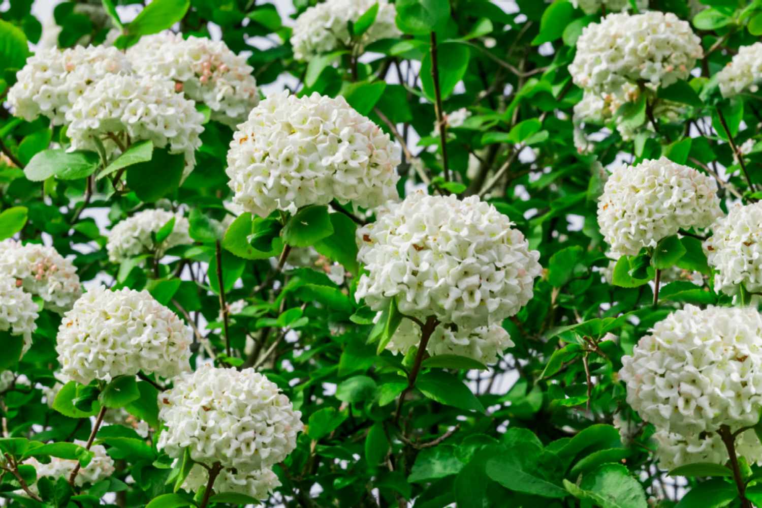 viburnum bush