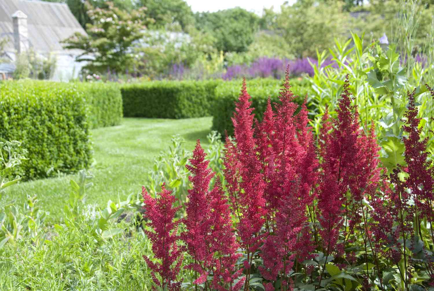 Astilbe in a garden setting.