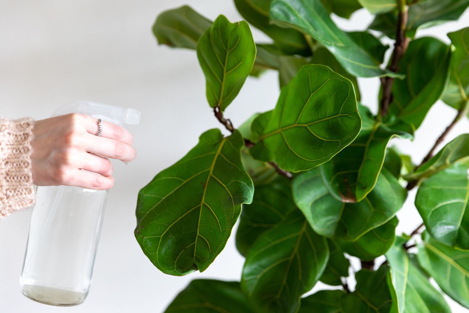 individual spraying a plant with water