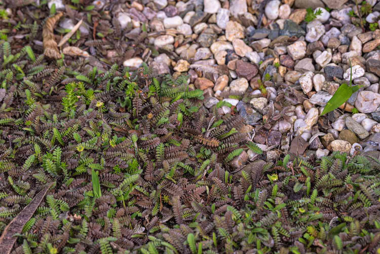 Brass buttons plant featuring purplish and green feathery leaves positioned beside small stones.