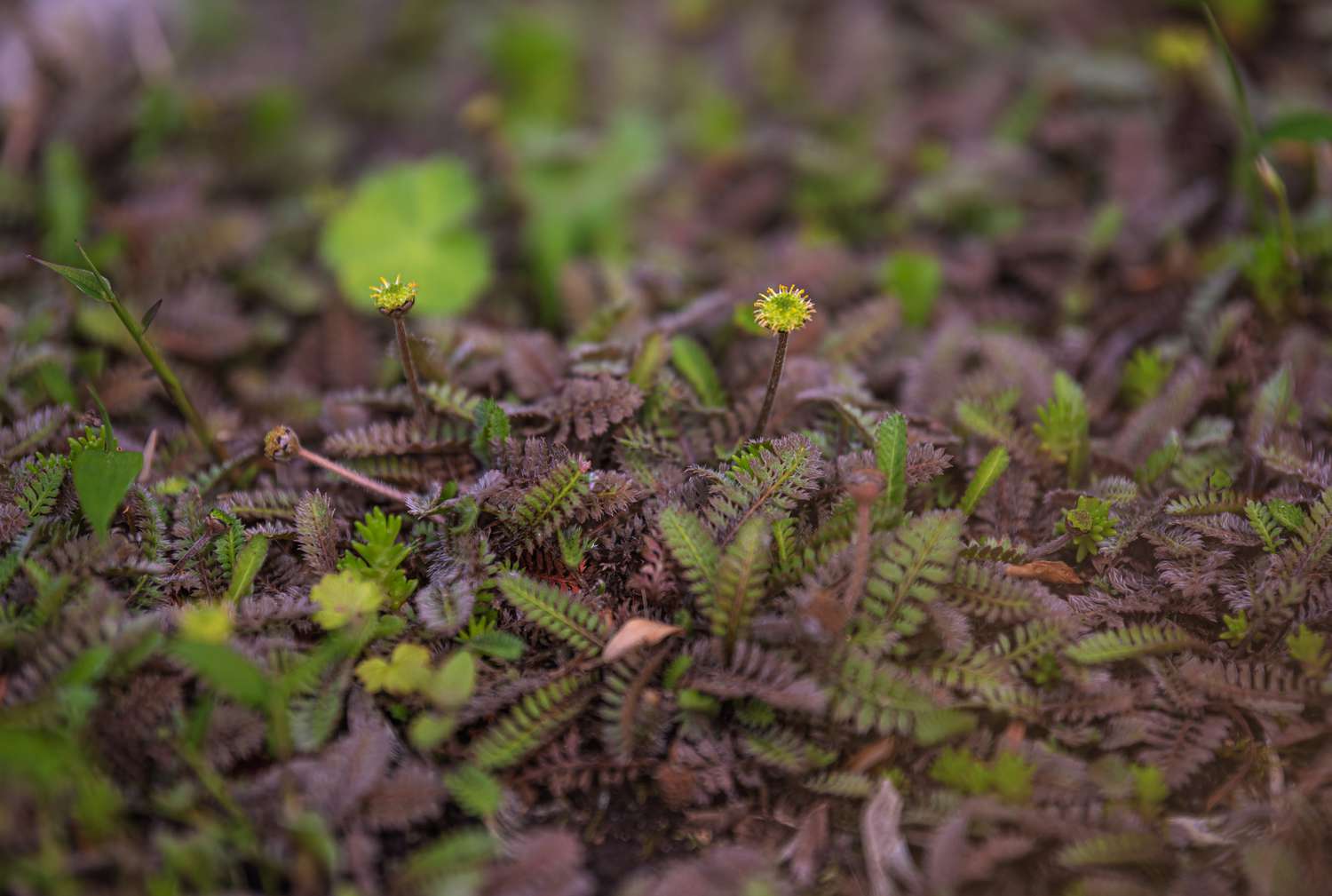 Brass button plant featuring fern-like leaves in shades of purple and green, adorned with yellow disc-shaped flowers.