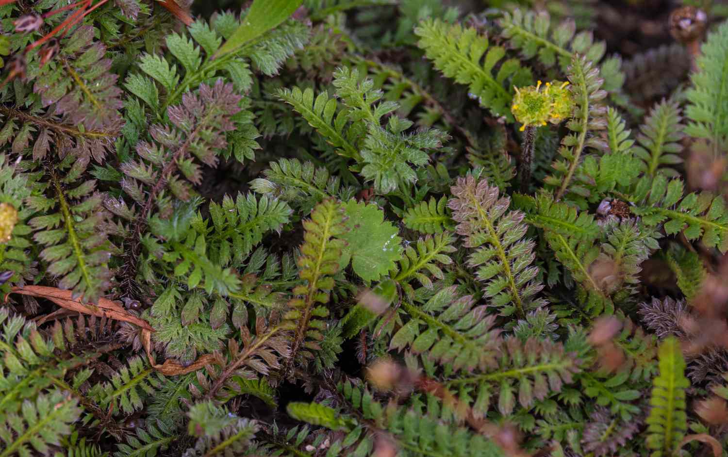 Close-up of brass button plants featuring lush, fern-like leaves adorned with purple tips.