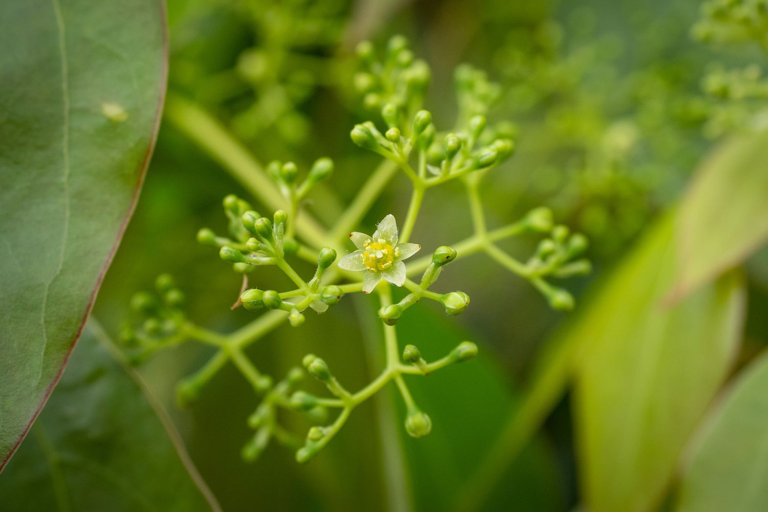 Close-up of a camphor tree branch featuring a budding stem and small blossoms.