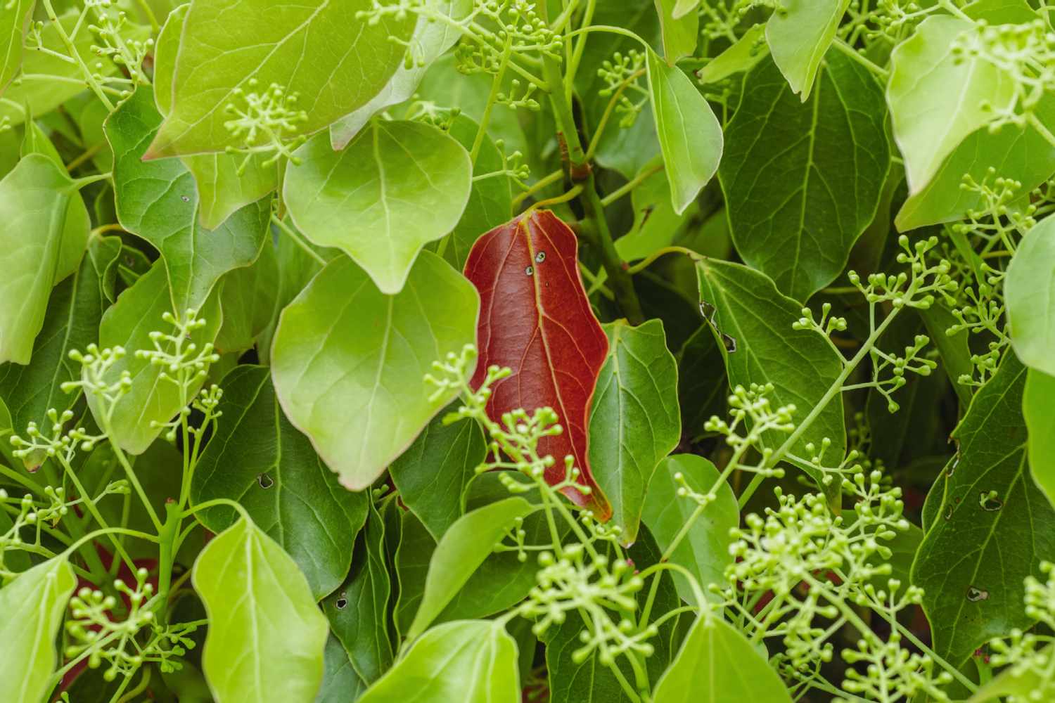 A close-up of a camphor tree featuring light green foliage and buds, set against a backdrop of red leaves.