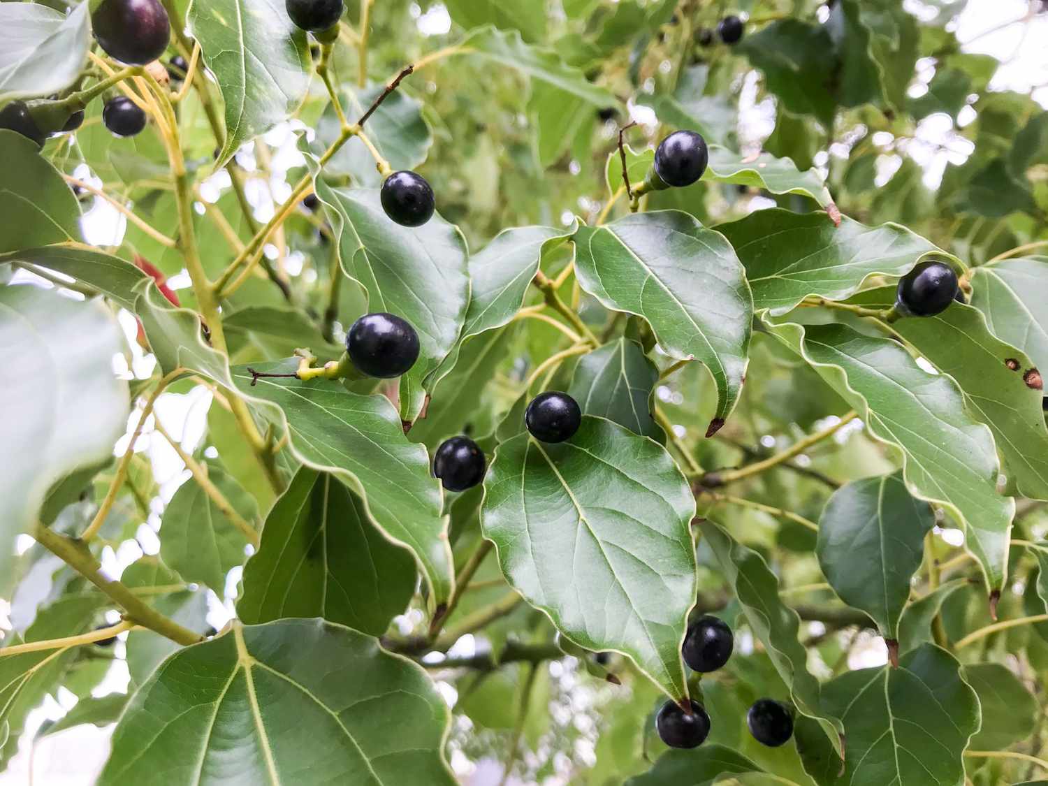 A detailed view of the foliage and fruit of the camphor tree.