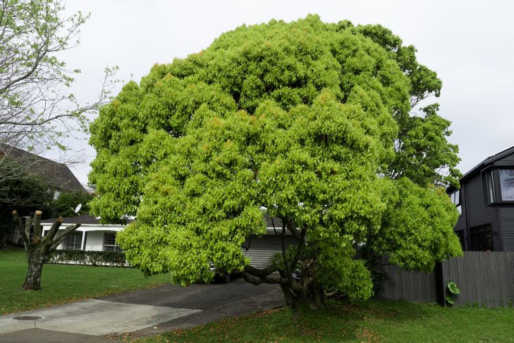 A camphor tree adorned with vibrant green foliage shades the driveway.