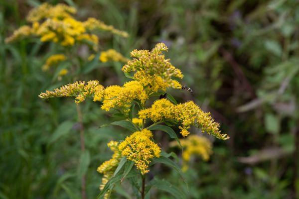 goldenrod