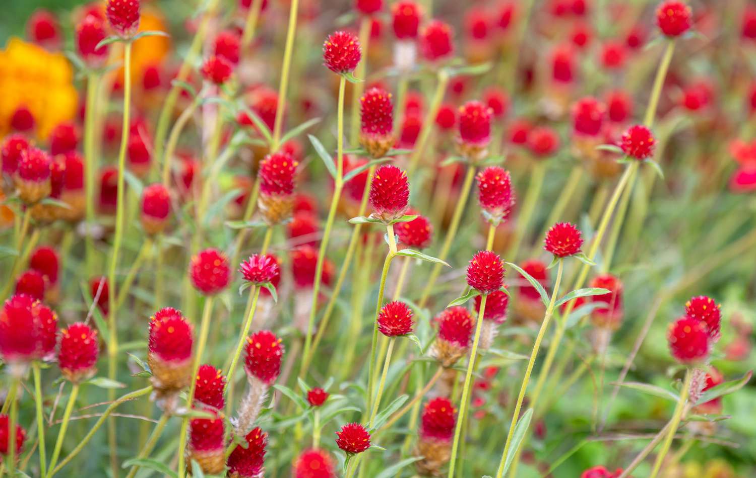 Crimson-hued gomphrena blossoms