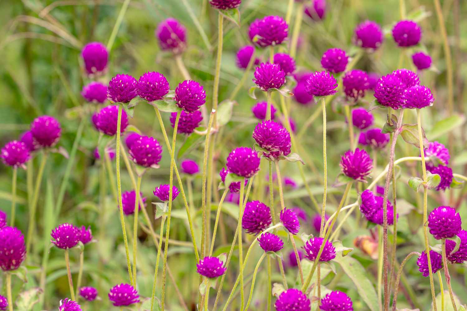 Lively, violet-hued gomphrena