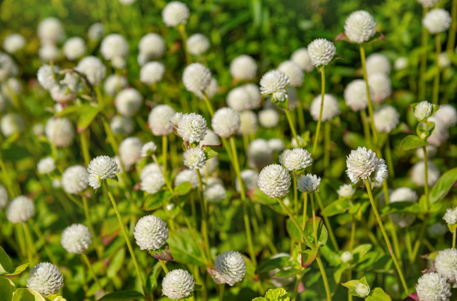 Gomphrena blossoms in a shade of white