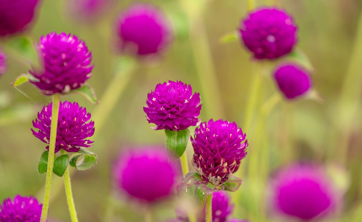 A detailed view of violet gomphrena blossoms.