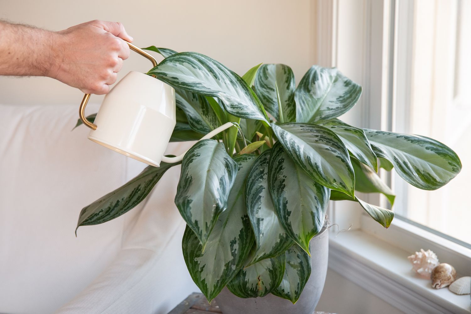 nurturing a potted plant with water