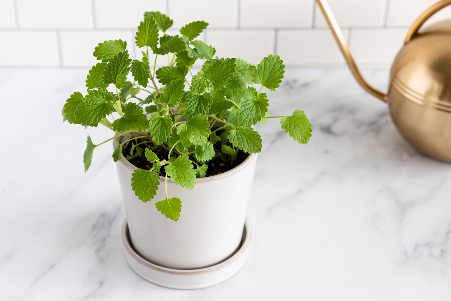 A catnip plant positioned beside a watering can.