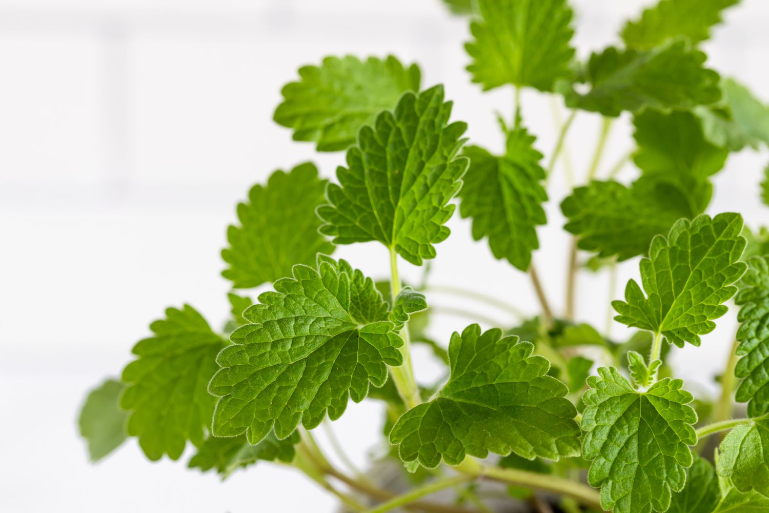 Detailed view of catnip foliage.