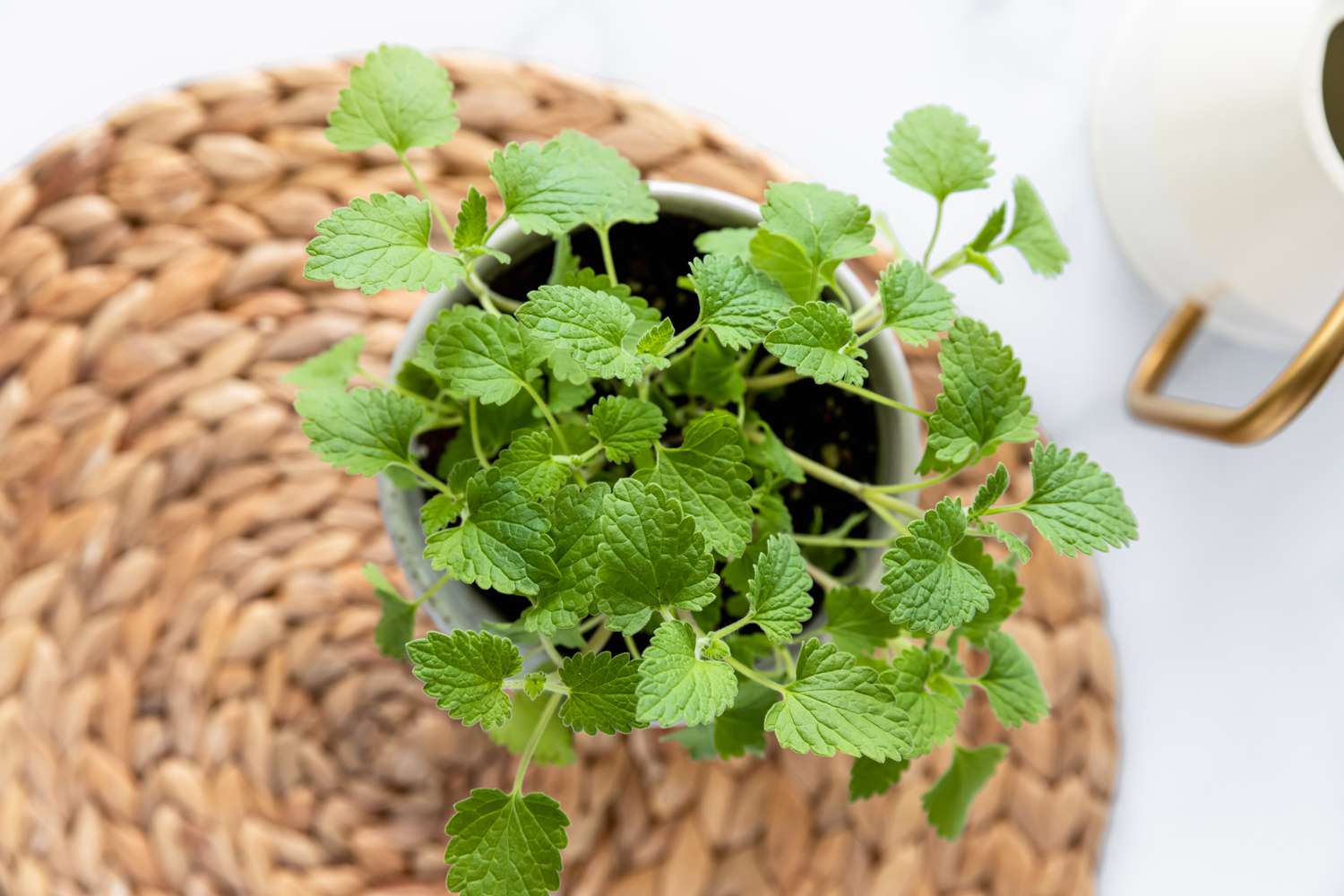 Aerial perspective of a catnip plant.