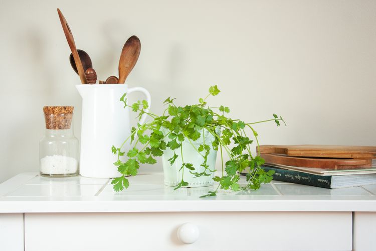 coriander placed on a kitchen countertop