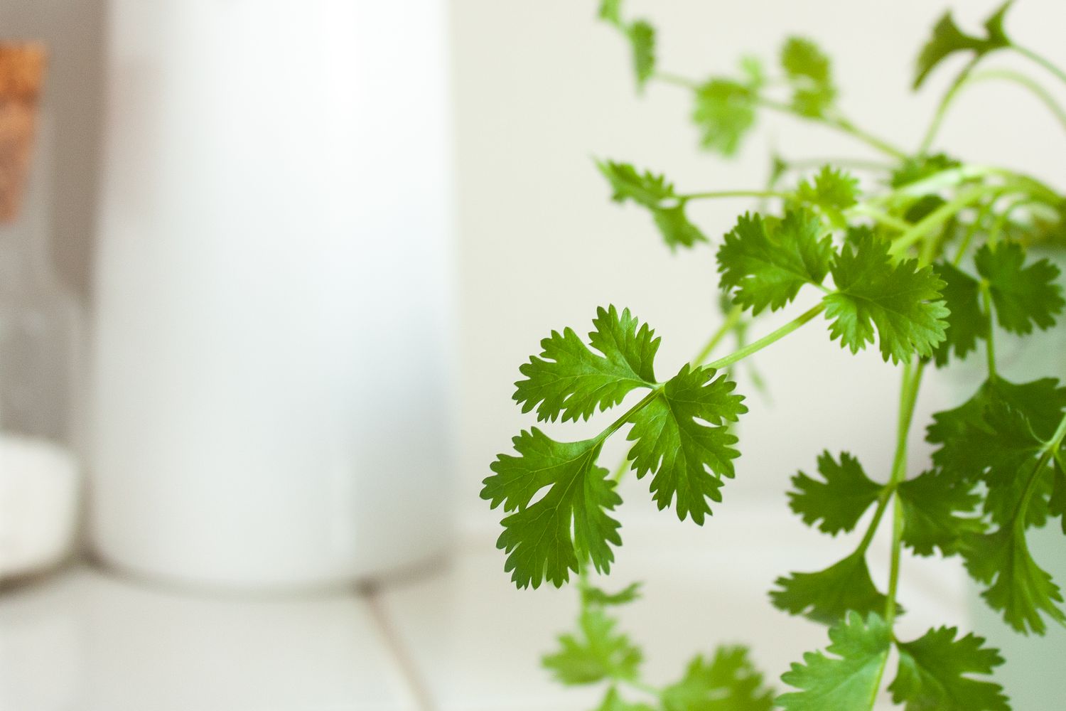 Detailed view of cilantro foliage.