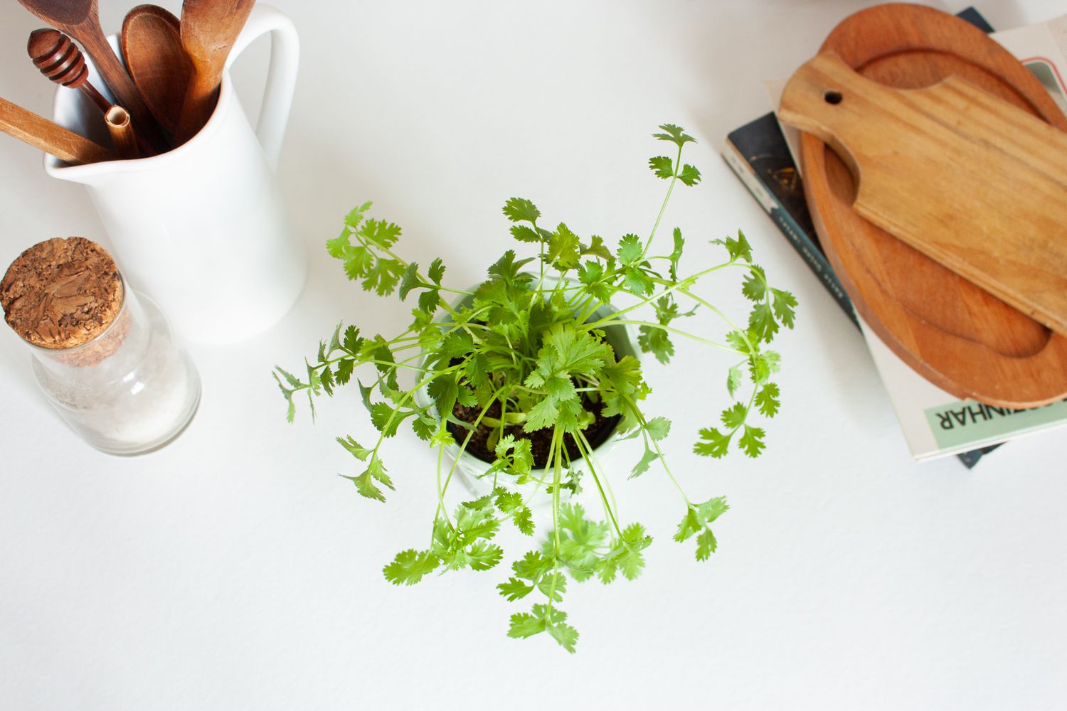 Aerial view of coriander.