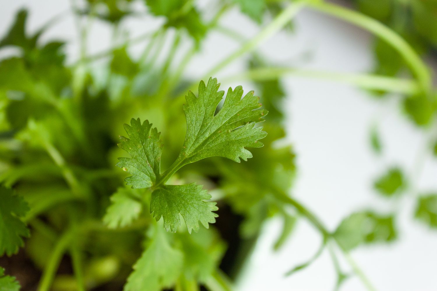 Detailed view of cilantro foliage.