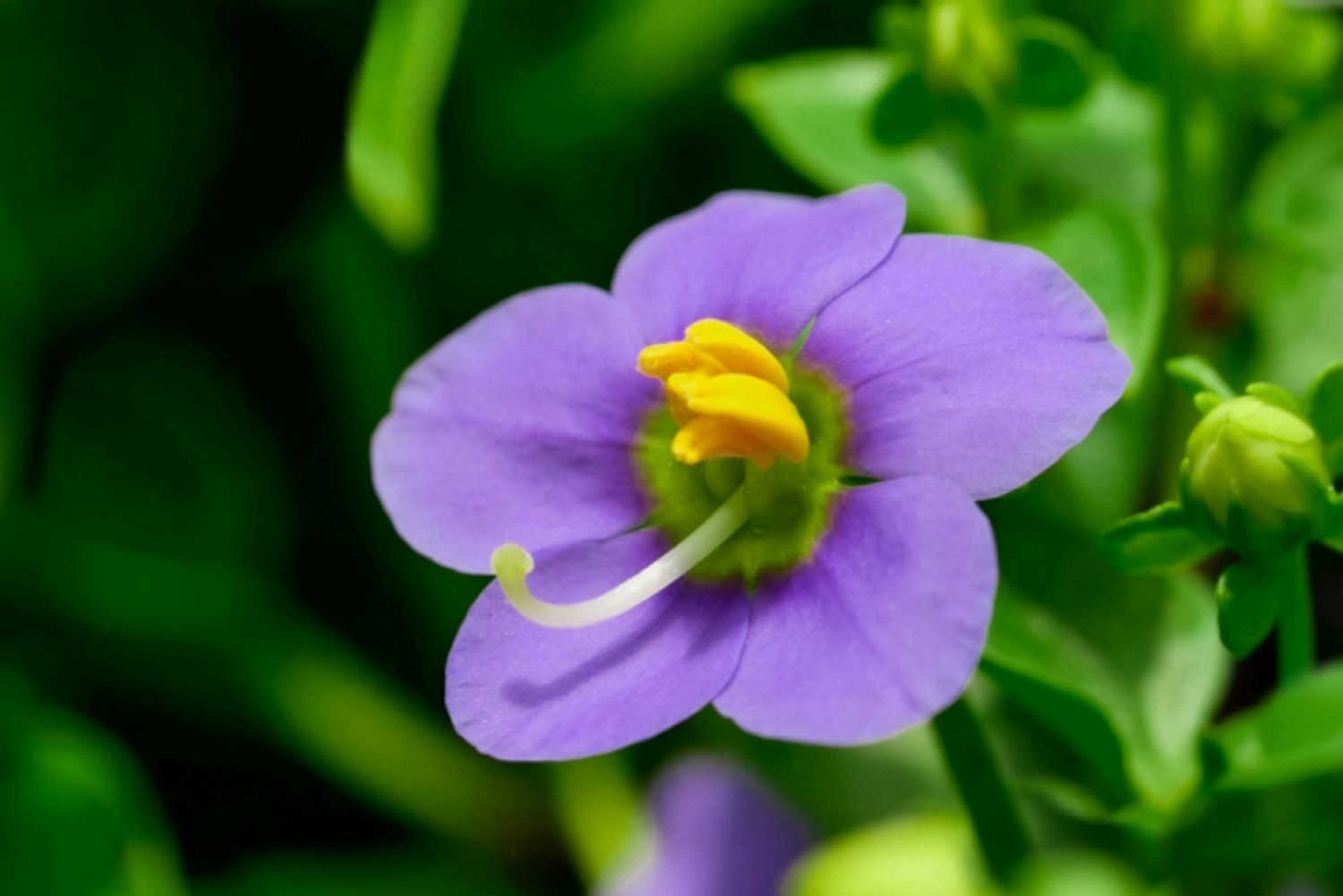 Close-up of a Persian violet flower featuring violet star-shaped petals and a yellow center.