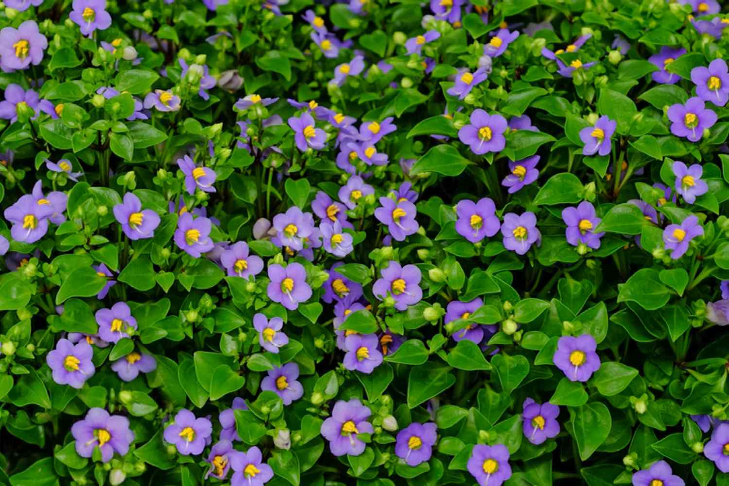 The Persian violet features violet blooms adorned with yellow centers, encircled by vibrant green foliage.