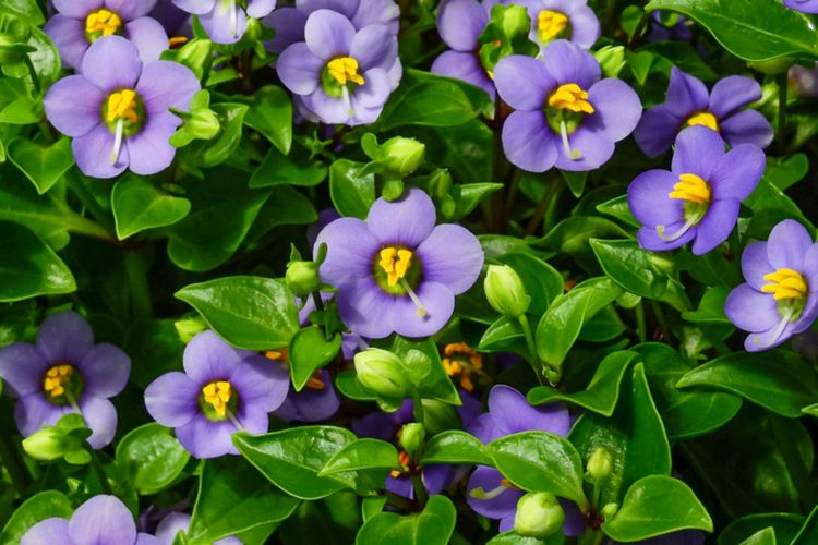 The Persian violet features star-shaped flowers in shades of blue-violet, nestled among vibrant green foliage and budding growth.