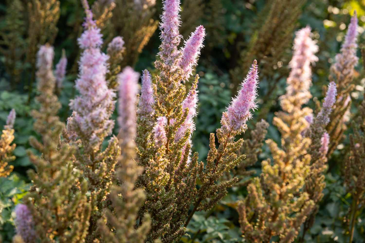 Astilbe flowers